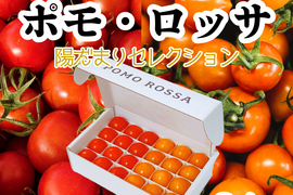 母の日ギフト｜ポモ・ロッサ　陽だまりセレクション｜赤とオレンジ、2種のフルーツトマト食べ比べギフト24粒入り