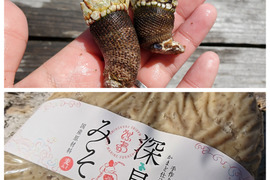 【深島みそ増量】特大サイズカメノテ＊深島みそ１ｋｇ【深島の幸】