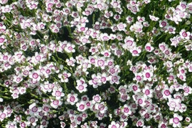2個セット ダイアンサス （姫ナデシコ） アークティックファイヤー イングリッシュガーデン グランドカバー  花苗 多年草 宿根草
