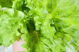 岩手県産 天然こごみ200g 山菜 (画像200g)：岩手県産のこごみ