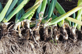 【トロトロ食感】青森県十和田市産 下仁田ネギ（雷帝下仁田） 1kg