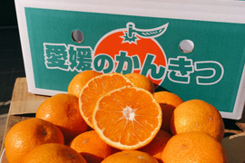 【お徳用】もぎたて完熟！！太陽と潮風の早生みかん10kg