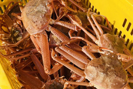 【20杯でこの値段‼】※期間限定特売セール‼【北海道産】活ズワイガニ サイズ小中 5kg 20杯前後