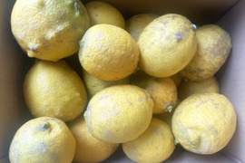 加工用）自然栽培レモン3kg(20個前後）