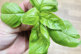岩手県産フレッシュバジル　500g　トマト料理やイタリアン料理におすすめ！！