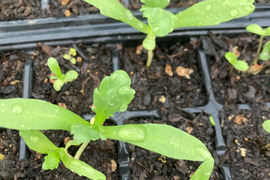 プランターでも育てれる大葉春菊を5苗お届けします。