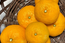 【数量限定☆希少の高級柑橘🎁】早香２㎏🍊～酸味少なく甘さたっぷり！ ～