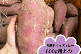 【訳あり】紅はるか3Lサイズ／5kg