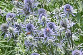 2個セット エリンジューム ブルーグリッター 宿根草 多年草