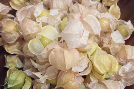 食用ほおずき 小粒品種 ストロベリートマトハニーゴールド 約500g