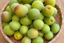 白加賀の通販｜梅｜食べチョク｜産地直送(産直)お取り寄せ通販 - 農家