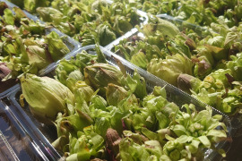 【namizo様専用商品】オニクルミ２キロ.ふきのとう400g 新潟県妙高市産　天然山菜