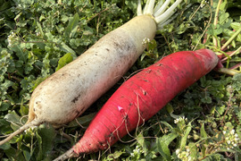 朝採れ発送！固定種＊山田ねずみだいこん& 	
紅園中長大根＊葉付きミニだいこん＊5kg