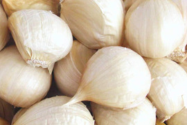 にんにく　秋田で採れた約250g（予約販売）世界遺産白神山地付近産