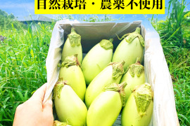 4美味しい翡翠茄子！やみつきナス！旨なす！煮ても焼いても美味しい！