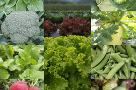 【農薬化学肥料不使用】朝採り！信州伊那谷★旬の野菜セット Ｓサイズ
