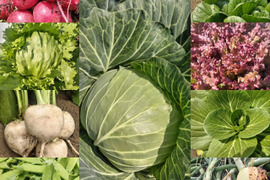【農薬化学肥料不使用】朝採り！信州伊那谷★旬の野菜セット Mサイズ（火曜発送）