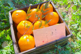 【贈答用・黒籠】滑らかな舌触り！あふれる果汁！糖度だけでは測れない深い甘みとコク！匠の技が光る『頑固みかん』2Sサイズ、1kg
