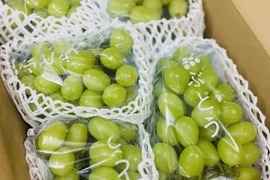 鹿児島県のシャインマスカットで産地直送の商品｜食べチョク｜産地直送