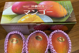 [予約]  (贈答品)沖縄県産マンゴー
1〜1.2kg(3玉)  化粧箱入り