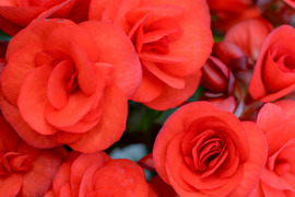 【贈答用】鮮やかな赤色が魅力的なエラチオールベゴニア【ベロニカ】4.5寸。