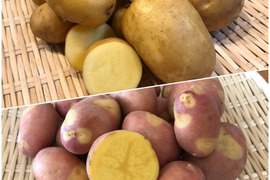 インカ2種食べ比べセット 各2kg【特別栽培】サイズ無選別
