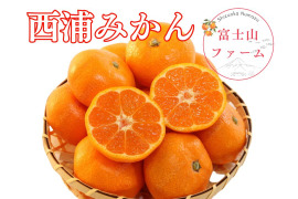 みかん 【西浦みかん 約9キロ箱込】訳ありみかん 寿太郎みかん わけあり 西浦みかん 静岡産 【3月上旬までの季節限定品！】