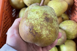 【訳あり】『ラ・フランス』 🍐５キロ 🍐【個性溢れるラ・フランス達】【食べごろがわかるリーフレット入り】【西洋梨】【ご家庭用】【玉数指定🙆】【ラフランス訳あり】