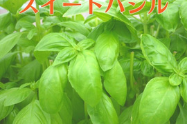 有機種子の水耕栽培スイートバジル『伊勢志摩産』100ｇ