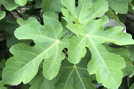 【いちじくの生葉10枚】🌳🍃今だけフレッシュ‼️お茶・入浴用などに♨️チュラのにいがたハーブ✨無花果葉 ／ビオレソリエス／自然栽培