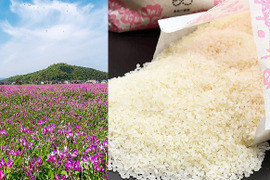 心が和らぐ れんげ米(コシヒカリ)2㎏ 環境に優しい農法に拘った自慢の米