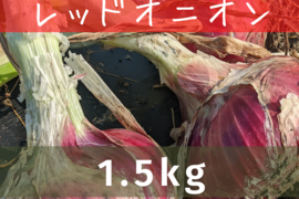 【農薬不使用】レッドオニオン（1.5kg）
