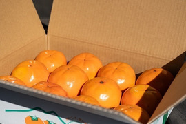 柿の王道、甘い「富有柿」１０個～１４個３.5㎏