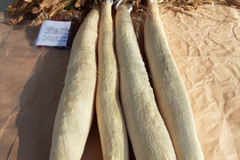 たくあん用干し大根　4本