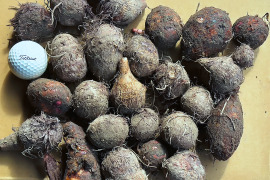 皮ごと茹でて✨美味しい ✨小ぶりな里芋1kg(セレベス:赤目芋)｜農家直送✅｜家庭用🎁❗️