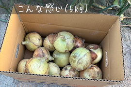 とにかく甘い！淡路島 新玉ねぎ 品種:七宝（秀品・5kg）