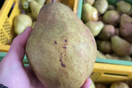 🍐【レア品種の訳あり】【絶妙な酸味で濃厚な味わい】『シルバーベル』 ３キロ 【西洋なし】【西洋梨】【山形県天童市産】【ご家庭用】
