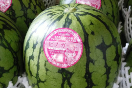 【夏ギフト】お値段据え置き2023年7月末から発送　予約品　
尾花沢から話題商品
種も食べられちゃうすいか🍉
ピノ・ガール　秀品１個入り１箱