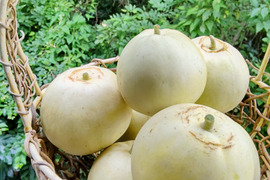 【自然栽培】固定種みずほニューメロン2kg★農薬・肥料不使用