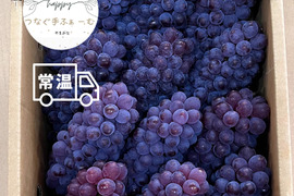 【山形】ジューシー！深い甘味！ 王道デラウェア 2kg(12～16房）贈答用 ギフト ご家庭用 お子様にも喜ばれます♪  ◎常温便◎