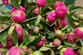 【日付指定不可】 農家直送！芍薬(シャクヤク）赤色 10本セット  母の日 しゃくやく  お花 はな 生花 切花