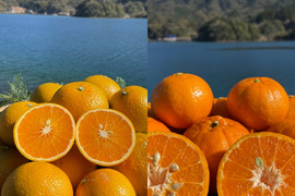 【柑橘食べ比べ】ポンカンとスイートスプリング　箱込み4kg 栽培期間中に農薬・化学肥料不使用