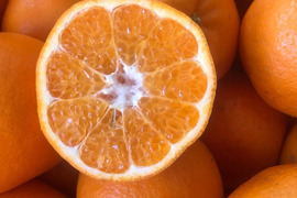 はるみ｜春を先取りする優しい甘さのご褒美みかん｜ご家庭用5kg