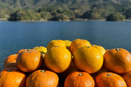 天草の宝石箱！栽培期間中農薬不使用 5種の柑橘セット　箱込み4kg　（白川、河内晩柑、橙、甘夏、スイートスプリング）