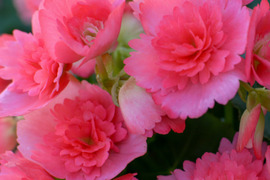 【贈答用】ギザギザの花弁が可愛い人気品種！エラチオールベゴニア【ネッテフリンジ】4.5寸