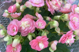 エラチオールベゴニア【クリスティン】５寸　他に類を見ない個性的な花です。