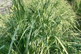 【ホーリーバジル、タイバジルと同梱可能】レモングラス 100g