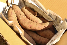 さつまいも 訳ありの通販｜食べチョク｜産地直送(産直)お