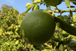 【長崎県産】ライム　1kg