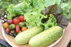 今が旬!八戸の伝統野菜『糠塚きゅうり』と夏野菜サラダセット